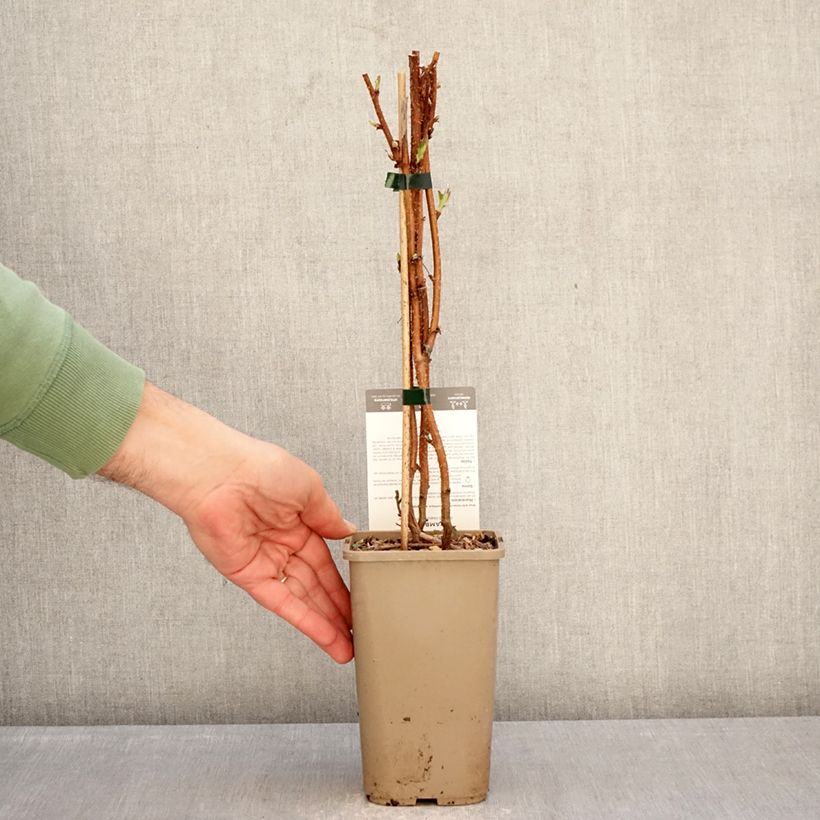 Amostra de Framboeseiro Carmen Love remontante - Rubus idaeus Vaso de 1,5 L/2 L, Tufo tal como entregue no inverno