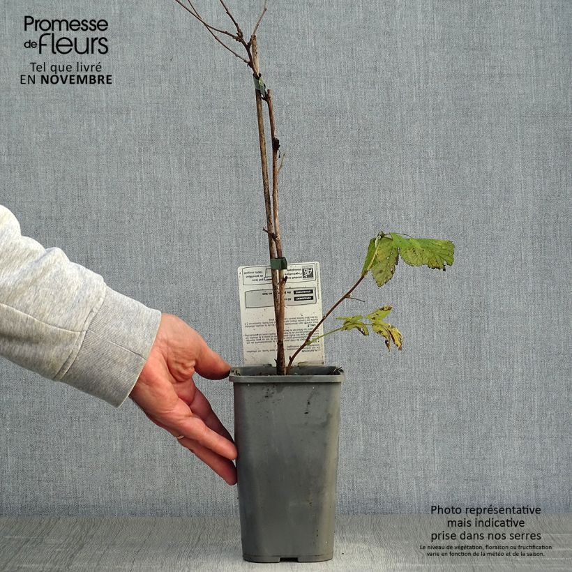Amostra de Framboeseiro Glen Ample (não remontante) Bio - Rubus idaeus Vaso de 1 L/1,5 L, Tufo tal como entregue no outono