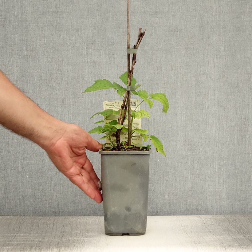 Amostra de Framboeseiro Glen Ample (não remontante) Bio - Rubus idaeus Vaso de 1 L/1,5 L, Tufo tal como entregue no verão
