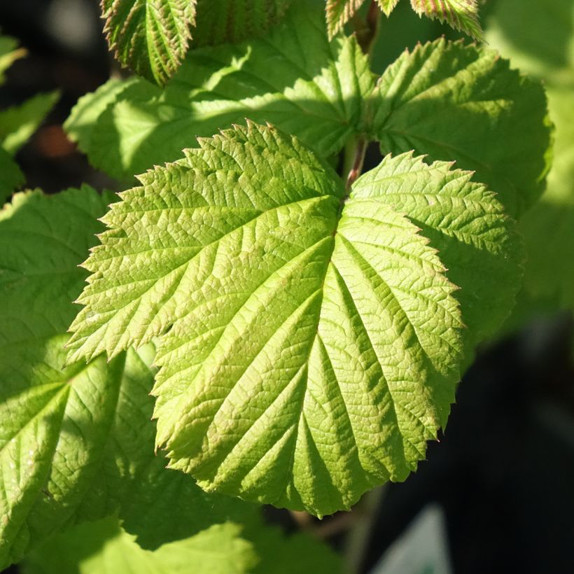Framboeseiro Glen Ample (não remontante) Bio - Rubus idaeus (Folhagem)