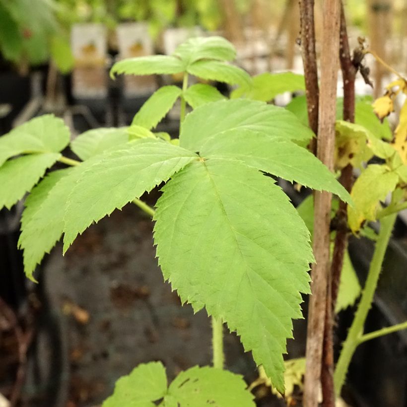 Framboeseiro Golden Everest remontante Bio - Rubus idaeus (Folhagem)