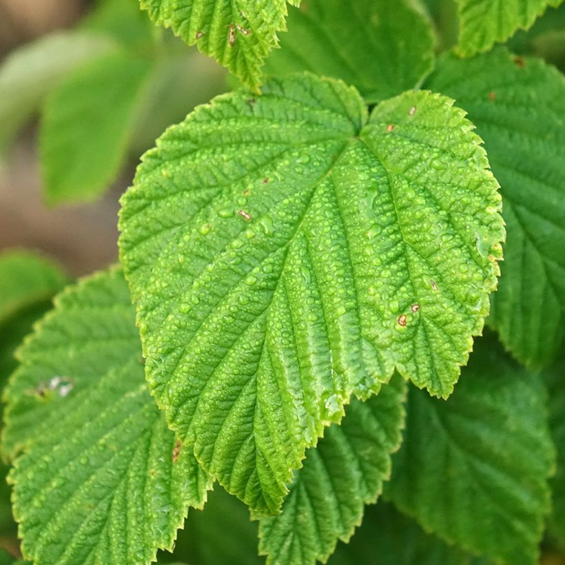 Framboeseiro Golden Everest remontante - Rubus idaeus (Folhagem)