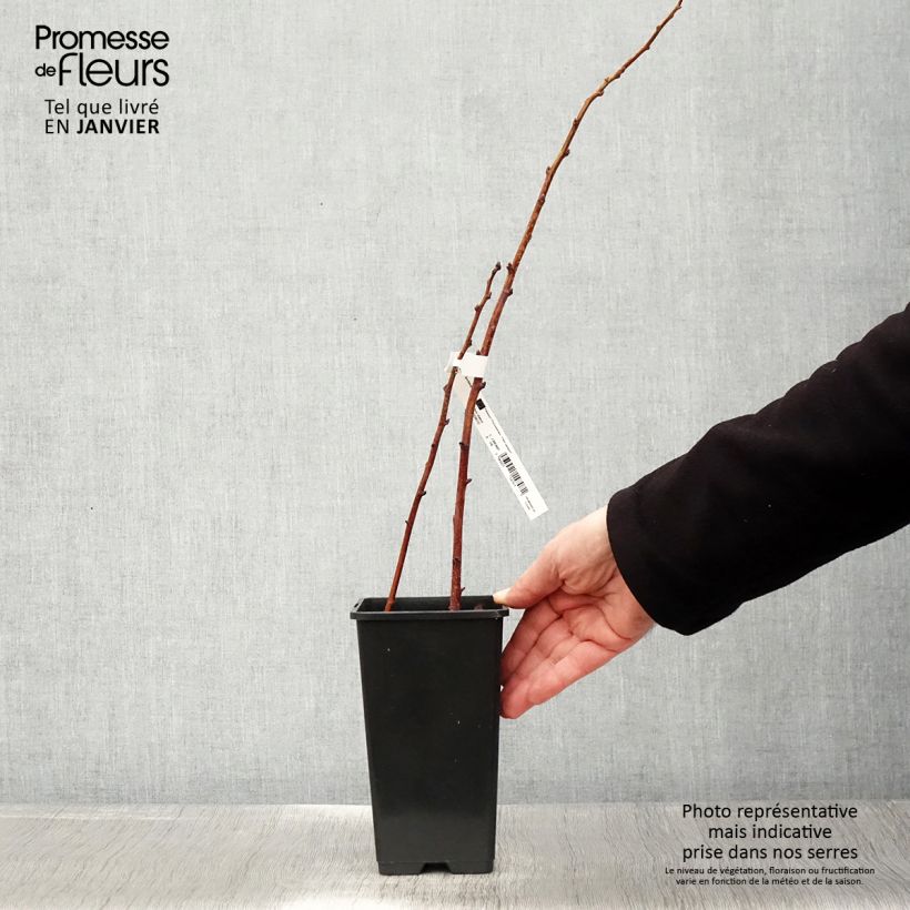 Amostra de Framboisier nain Lowberry Goodasgold - Rubus idaeus Pot de 1,5L/2L, Touffe tal como entregue no inverno