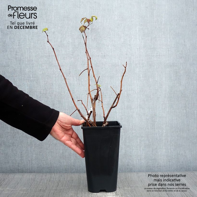 Amostra de Framboeseiro Groovy - Rubus idaeus Vaso de 12 cm/13 cm, Tufo tal como entregue no outono