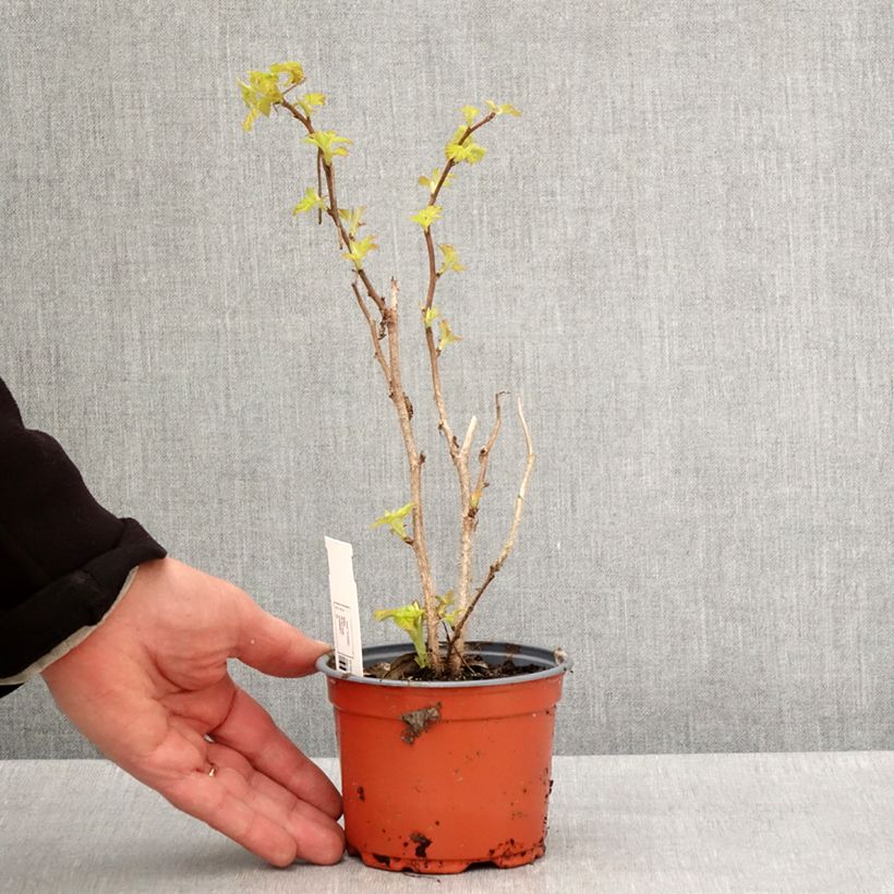 Amostra de Framboeseiro Groovy - Rubus idaeus Vaso de 12 cm/13 cm, Tufo tal como entregue na primavera