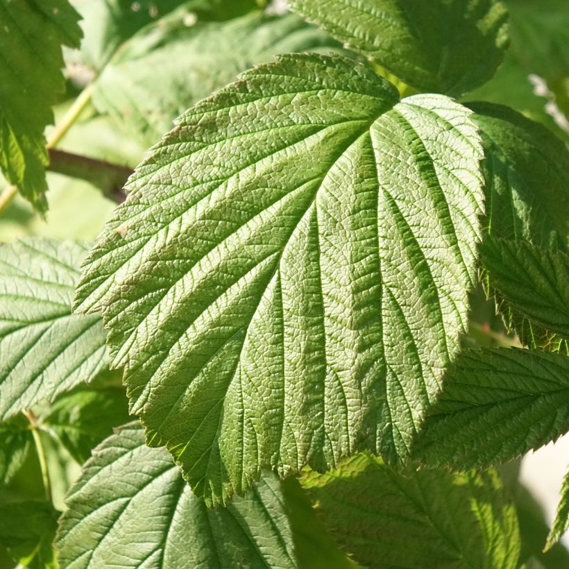 Framboeseiro Heritage remontante Bio - Rubus idaeus (Folhagem)