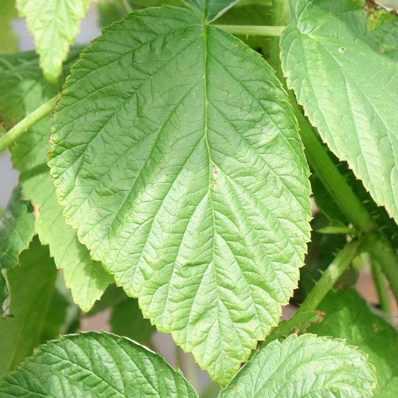 Framboeseiro Heritage remontante - Rubus idaeus (Folhagem)