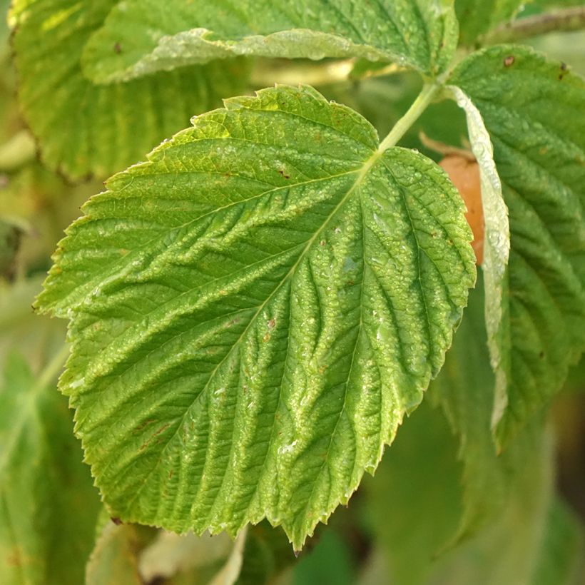 Framboeseiro anão Lowberry Little Orangelina - Rubus idaeus (Folhagem)