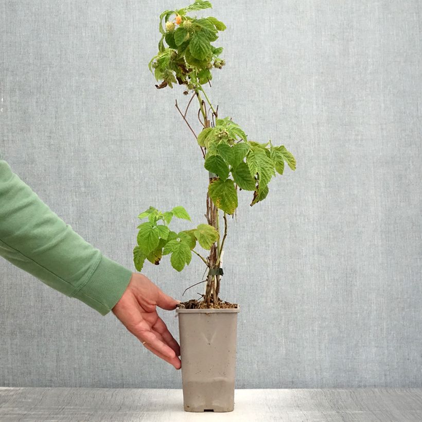 Amostra de Framboeseiro anão Lowberry Little Orangelina - Rubus idaeus Vaso de 1,5 L/2 L tal como entregue no verão