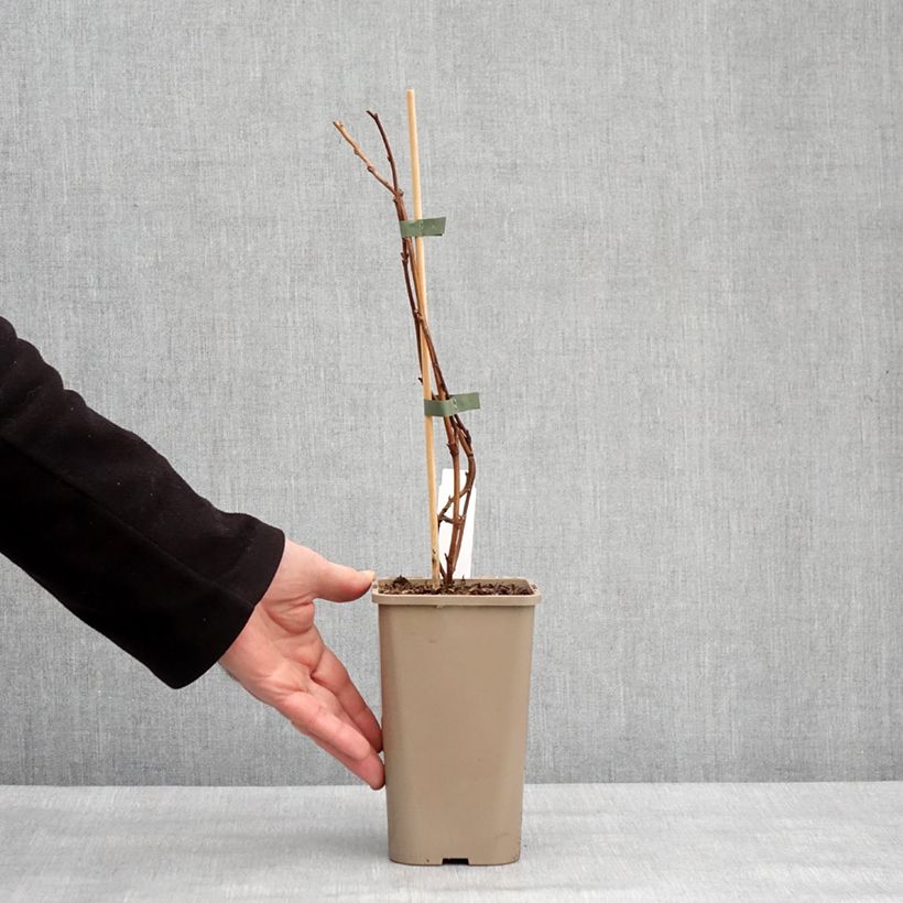 Amostra de Framboisier nain Lowberry Little Orangelina - Rubus idaeus Vaso de 1,5 L/2 L tal como entregue no inverno