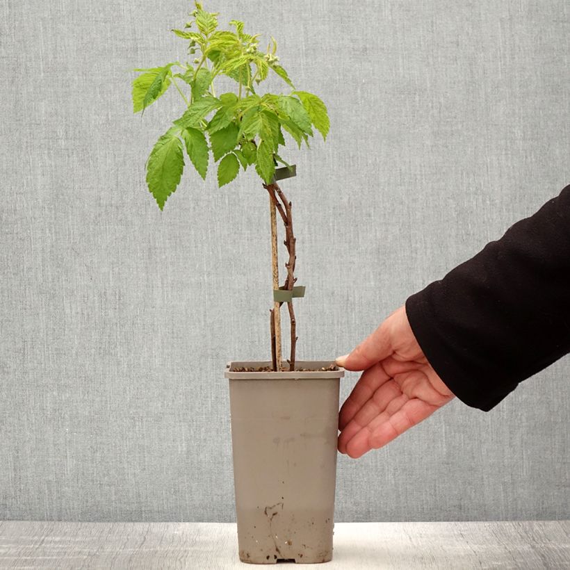 Amostra de Framboeseiro anão Lowberry Little Orangelina - Rubus idaeus Vaso de 1,5 L/2 L tal como entregue na primavera