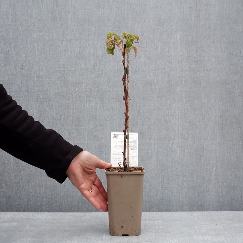 Amostra de Framboisier Mademoiselle Françoise (remontant) Pot de 1,5L/2L, Touffe tal como entregue no inverno