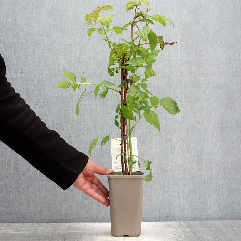 Amostra de Framboeseiro Mademoiselle Françoise remontante - Rubus idaeus Vaso de 1,5 L/2 L, Tufo tal como entregue na primavera