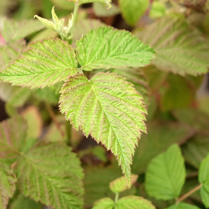 Framboeseiro Mademoiselle Françoise remontante - Rubus idaeus (Folhagem)