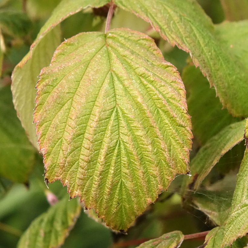 Framboeseiro Magnific Delbard Georges Delbard - Rubus idaeus (Folhagem)
