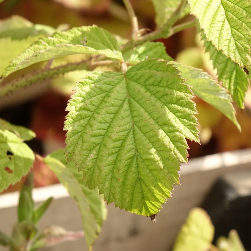 Framboeseiro Malling Promise não remontante - Rubus idaeus (Folhagem)
