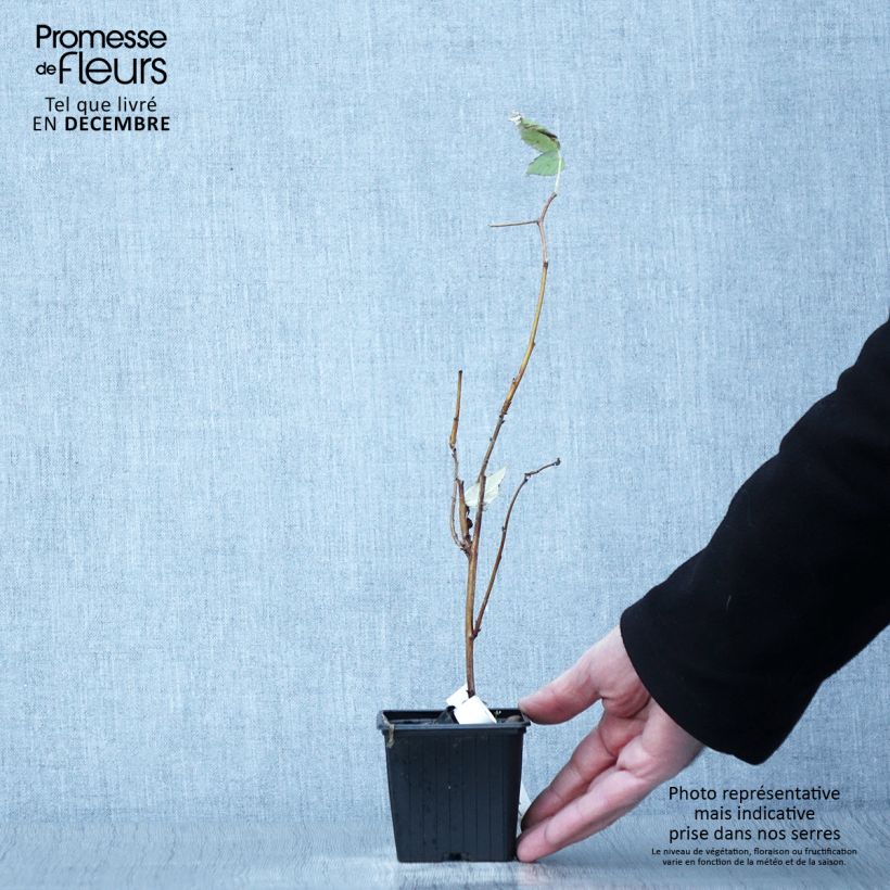 Amostra de Framboeseiro Malling Promise não remontante - Rubus idaeus Vaso de 8/9 cm tal como entregue no outono