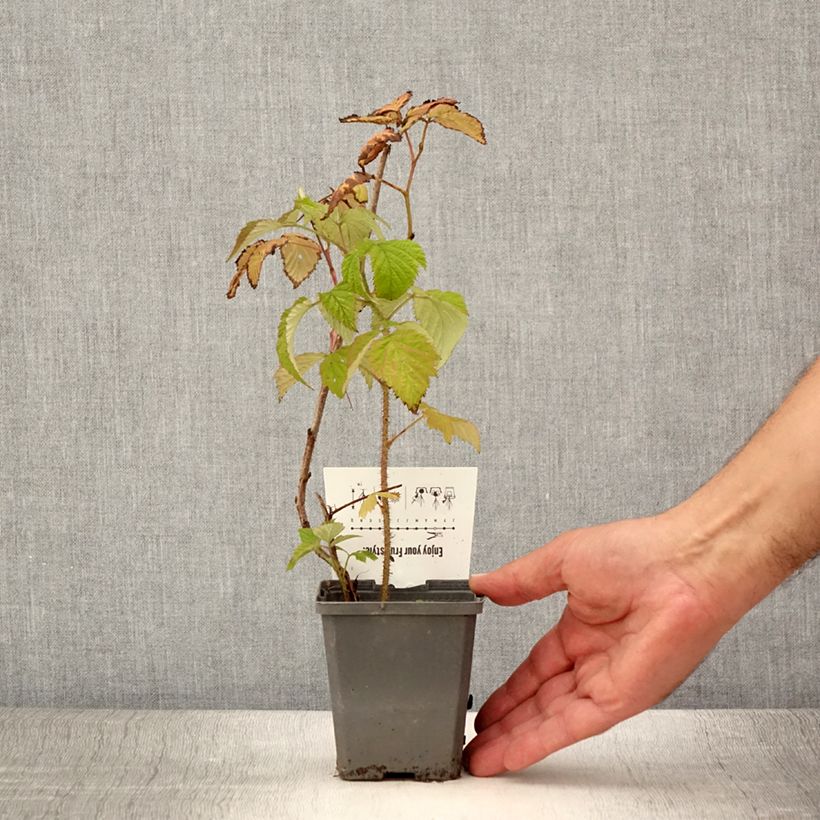 Amostra de Framboeseiro Malling Promise não remontante - Rubus idaeus Vaso de 8/9 cm tal como entregue no verão