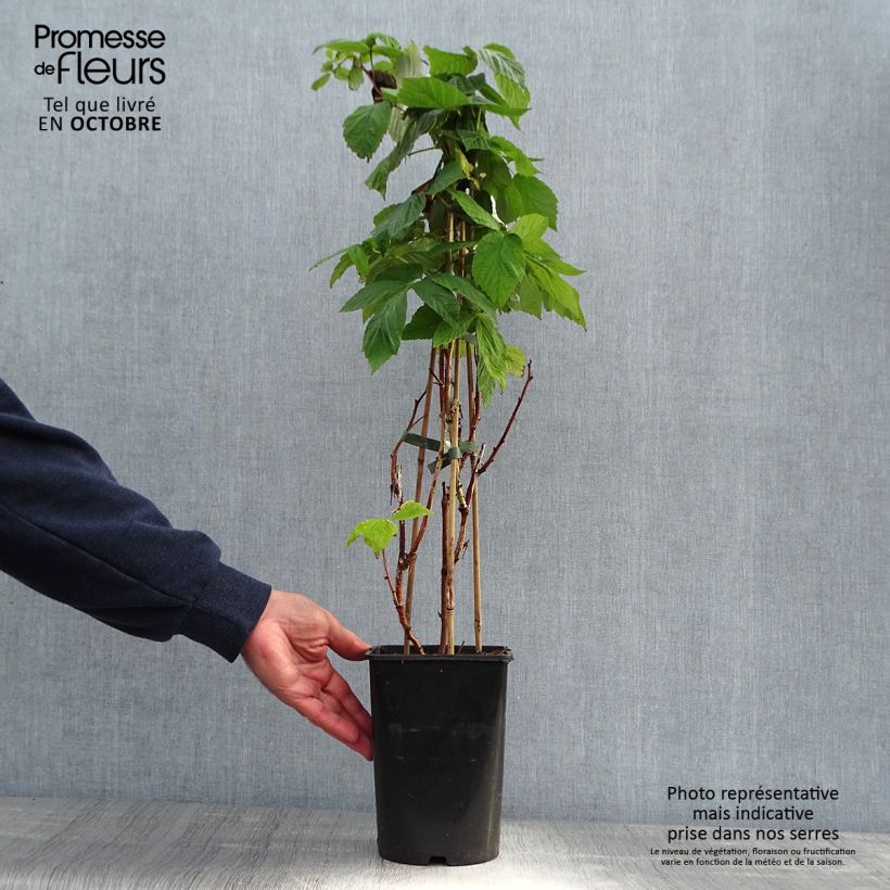 Amostra de Framboeseiro Malling Promise não remontante - Rubus idaeus Vaso de 1,5 L/2 L tal como entregue no outono