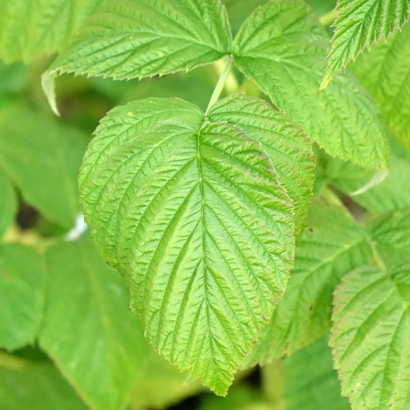 Framboeseiro Marastar Bio - Rubus idaeus (Folhagem)