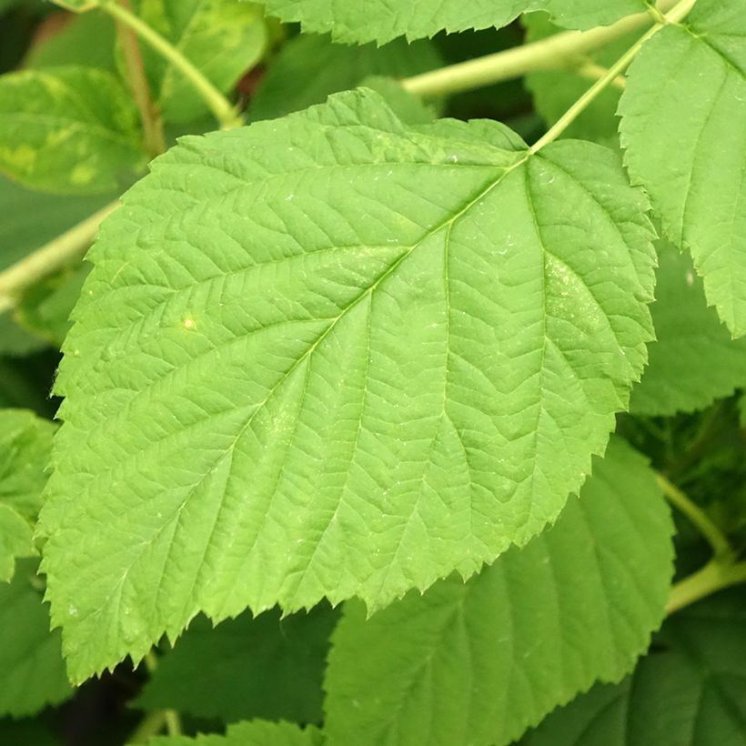 Framboeseiro Meeker - Rubus idaeus (Folhagem)
