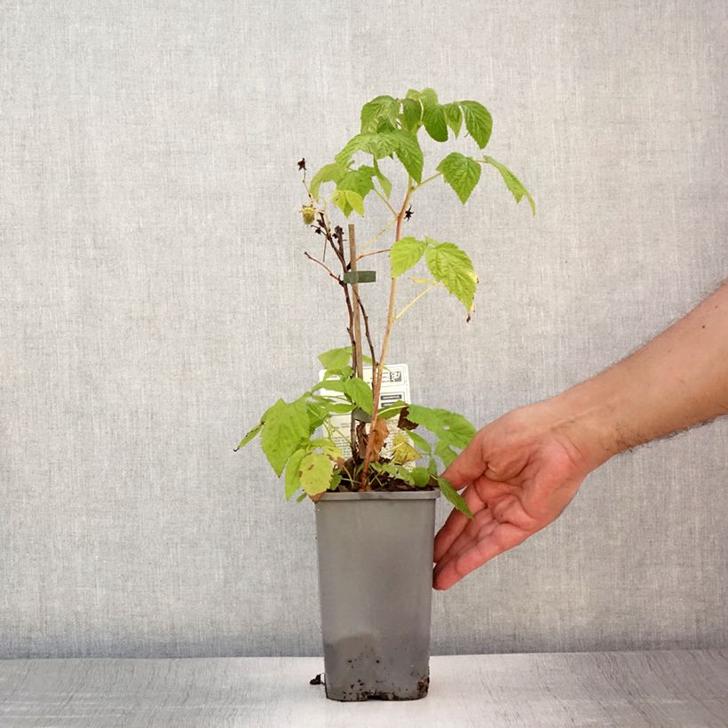 Amostra de Framboeseiro anão Little Sweet Sister Bio - Rubus idaeus Vaso de 1,5 L/2 L, Tufo tal como entregue no verão