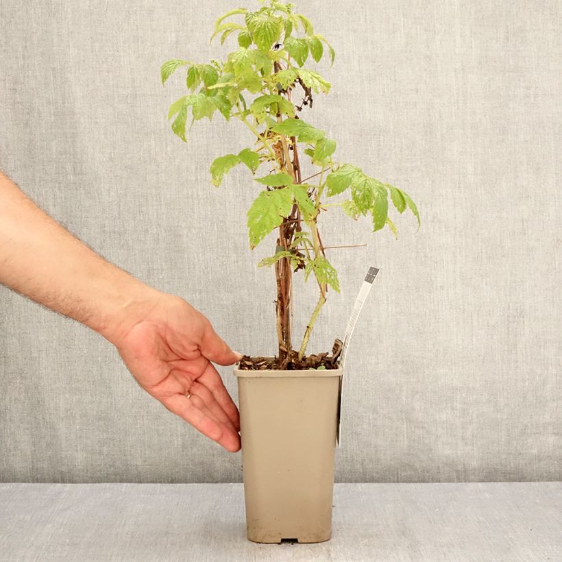 Amostra de Framboeseiro anão Little Sweet Sister - Rubus idaeus Vaso de 1,5 L/2 L, Tufo tal como entregue no verão