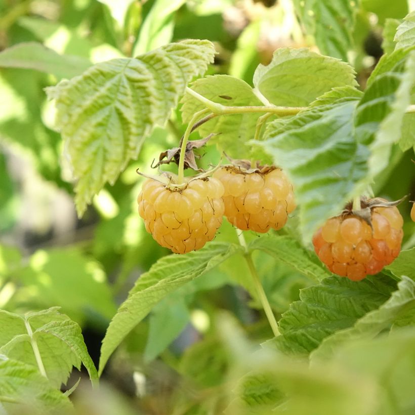 Framboeseiro anão Lowberry Little Orangelina - Rubus idaeus (Colheita)