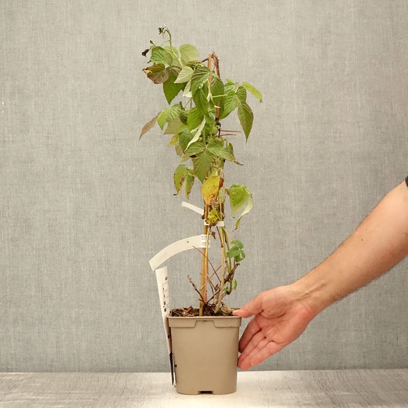 Amostra de Framboeseiro Autumn Belle® anão remontante - Rubus idaeus Vaso de 2 L/3 L tal como entregue no verão