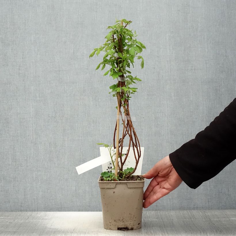 Amostra de Framboeseiro anão remontante Bella Aromatica® - Rubus idaeus Vaso de 2 L/3 L tal como entregue na primavera