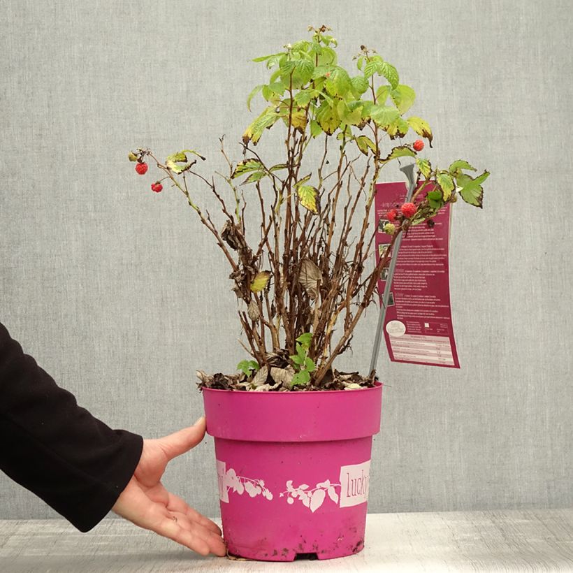 Amostra de Framboisier nain remontant Lucky Berry - Rubus idaeus Pot de 4L/5L, Touffe tal como entregue no outono