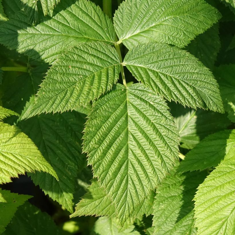 Framboeseiro Paris remontante Bio - Rubus idaeus (Folhagem)