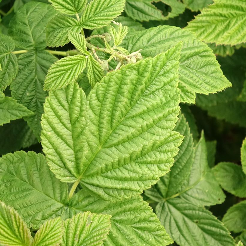 Framboeseiro Primeberry Autumn Fleshy - Rubus idaeus (Folhagem)