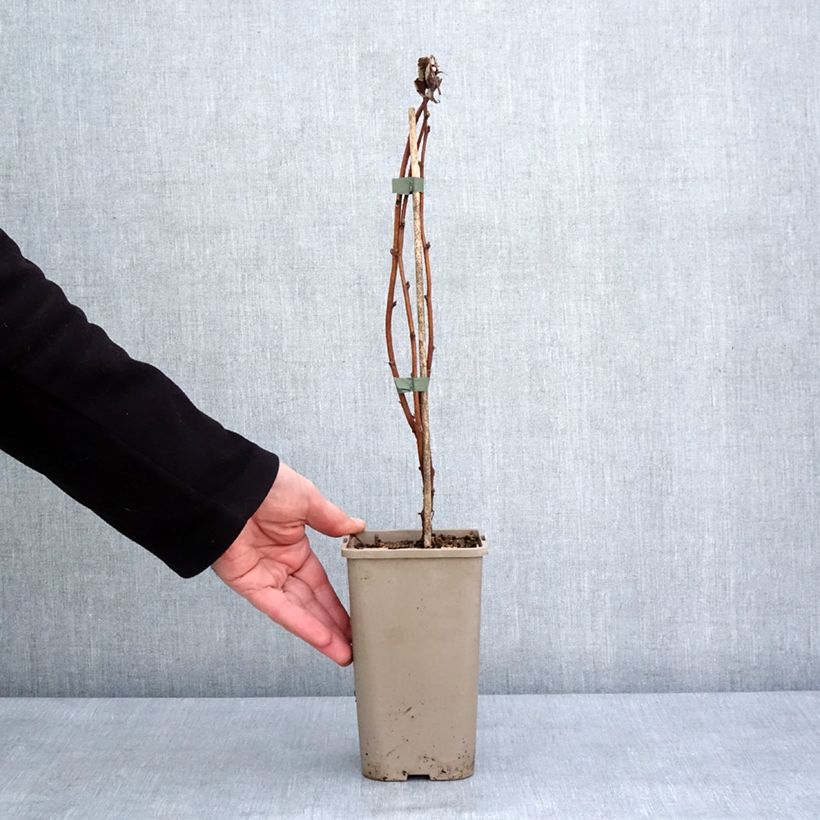 Amostra de Framboisier Primeberry Autumn Fleshy - Rubus idaeus Vaso de 1,5 L/2 L, Tufo tal como entregue no inverno