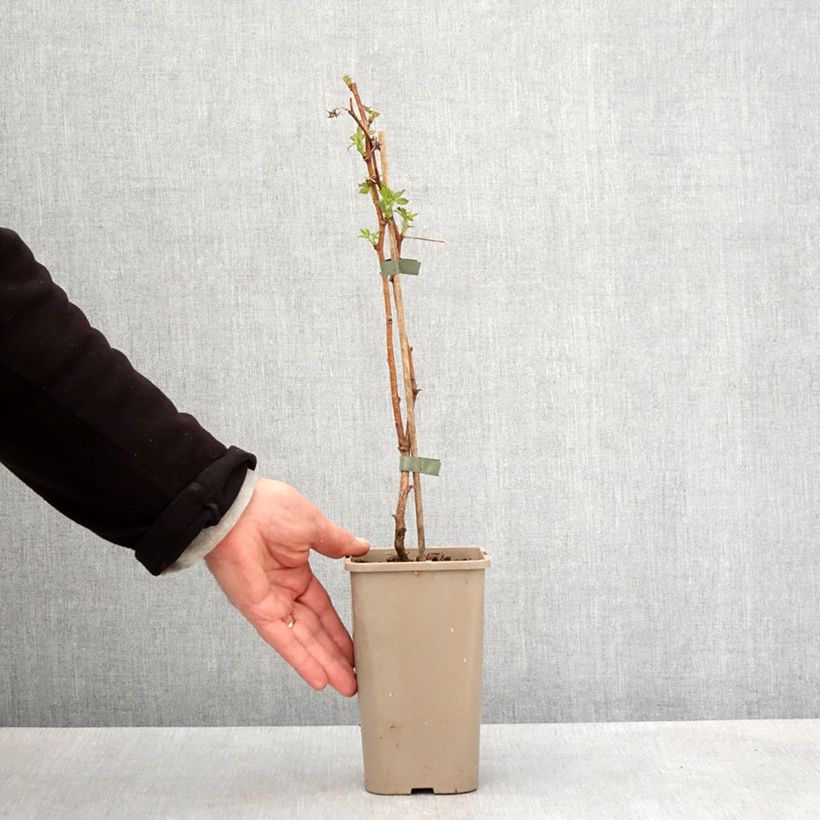 Amostra de Framboeseiro Primeberry Autumn Fleshy - Rubus idaeus Vaso de 1,5 L/2 L, Tufo tal como entregue na primavera