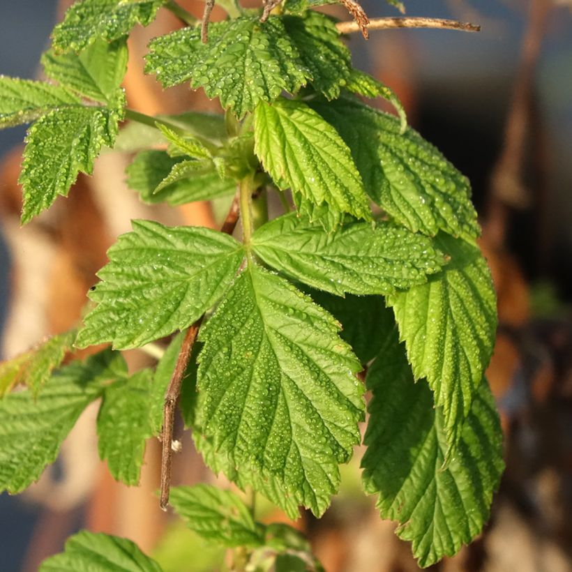 Framboeseiro Primeberry Autumn Happy - Rubus idaeus (Folhagem)