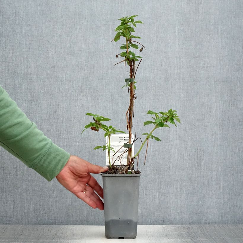 Amostra de Framboeseiro Primeberry Autumn Happy - Rubus idaeus Vaso de 1,5 L/2 L tal como entregue no verão