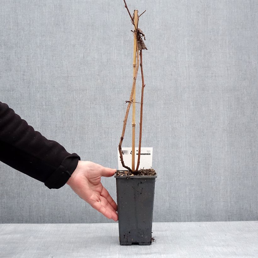 Amostra de Framboisier Primeberry Autumn Happy - Rubus idaeus  Vaso de 1,5 L/2 L tal como entregue no inverno