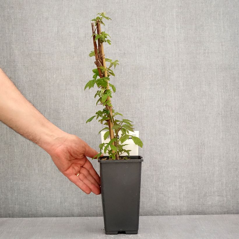 Amostra de Framboeseiro Primeberry Autumn Happy - Rubus idaeus Vaso de 1,5 L/2 L tal como entregue na primavera