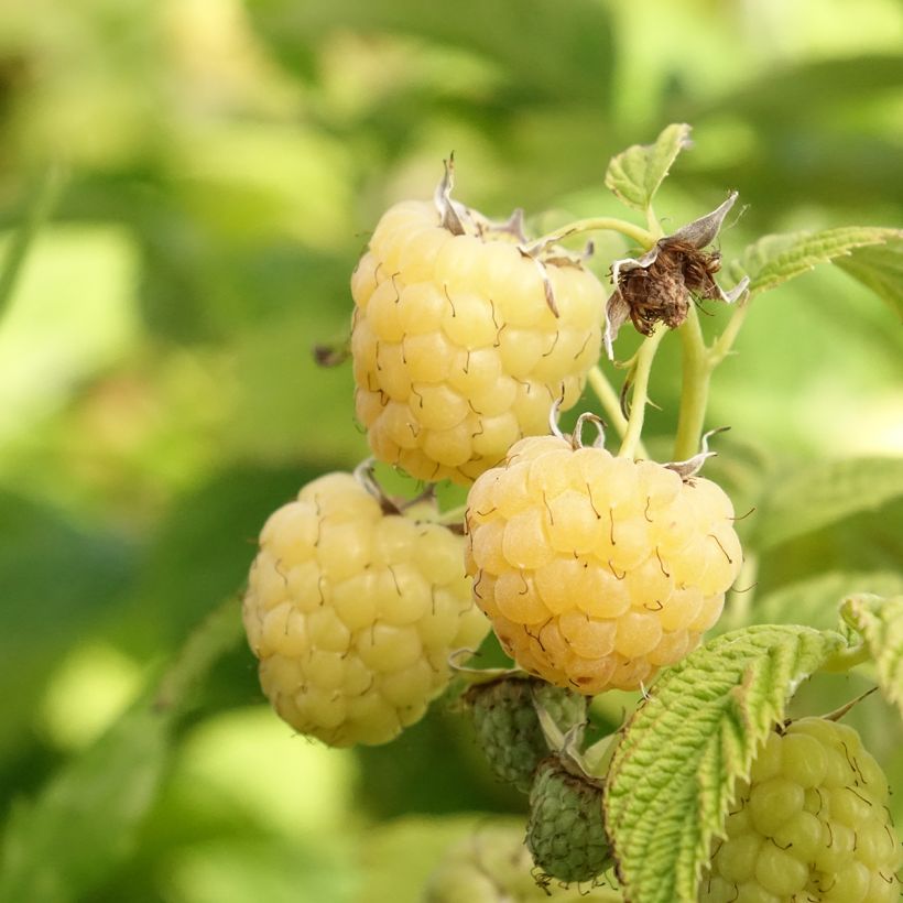 Framboeseiro Primeberry Autumn Sun - Rubus idaeus (Colheita)