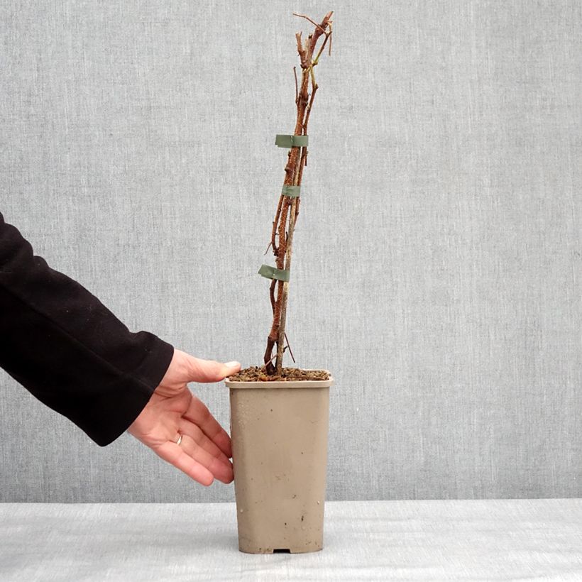 Amostra de Framboisier Primeberry Autumn Sun - Rubus idaeus Pot de 1,5L/2L, Touffe tal como entregue no inverno