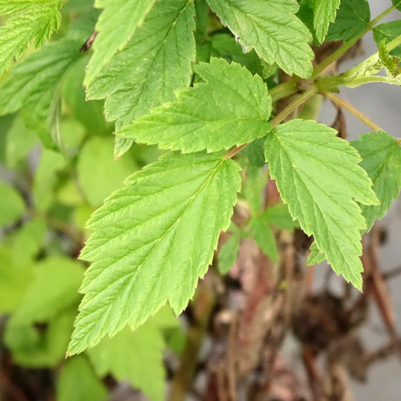 Framboeseiro Primeberry Autumn Wildy - Rubus idaeus (Folhagem)