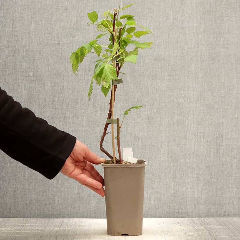 Amostra de Framboeseiro Primeberry Autumn Wildy - Rubus idaeus Vaso de 1,5 L/2 L tal como entregue na primavera