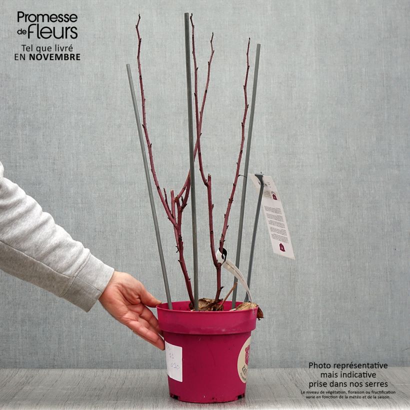 Amostra de Framboeseiro Raspbeary remontante - Rubus idaeus Vaso de 4 L/5 L, Tufo tal como entregue no outono