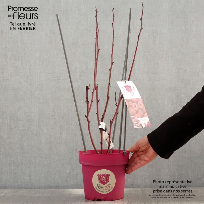 Amostra de Framboisier Raspbeary (remontant) - Rubus idaeus Pot de 4L/5L, Touffe tal como entregue no inverno