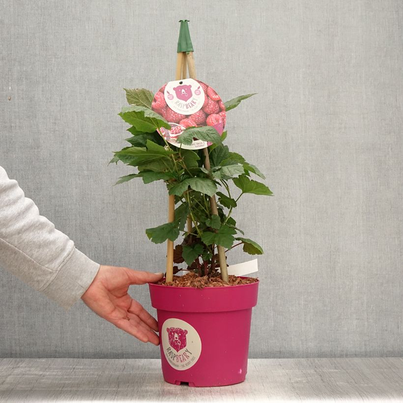 Amostra de Framboeseiro Raspbeary remontante - Rubus idaeus Vaso de 4 L/5 L, Tufo tal como entregue na primavera
