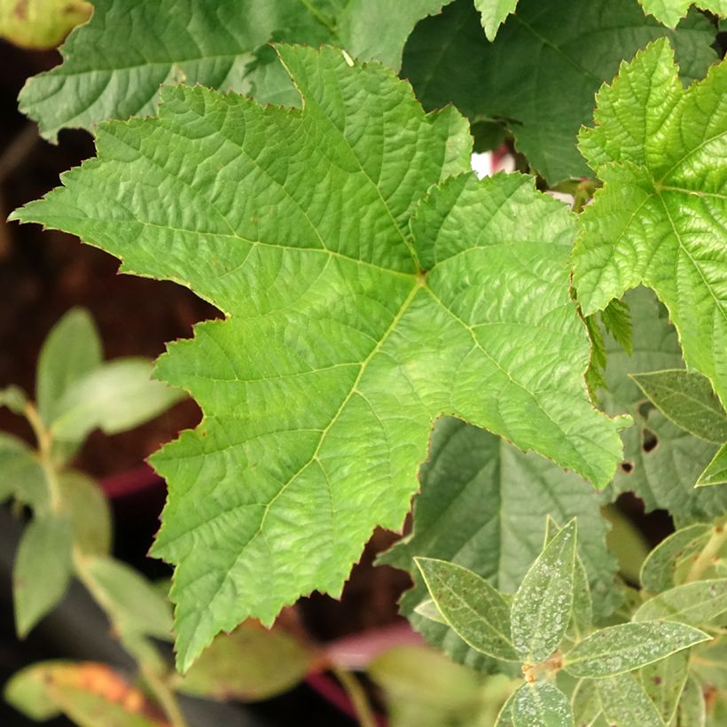 Framboeseiro Raspbeary remontante - Rubus idaeus (Folhagem)