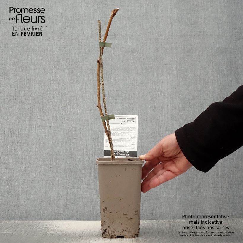 Amostra de Framboisier remontant Bohème Vaso de 1,5 L/2 L, Tufo tal como entregue no inverno