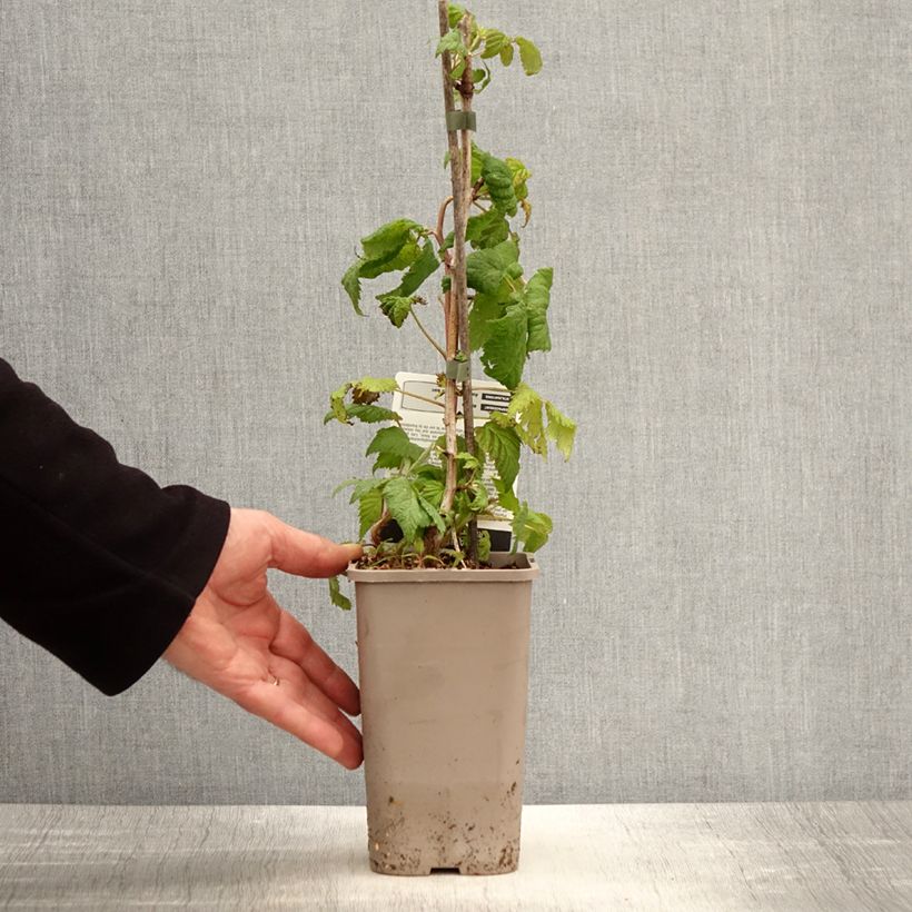 Amostra de Framboeseira remontante Bohème Vaso de 1,5 L/2 L, Tufo tal como entregue na primavera