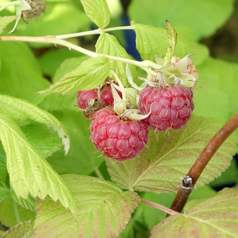 Framboeseiro remontante Frambélise - Rubus idaeus (Colheita)